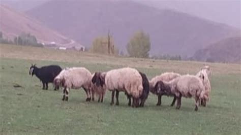 B­i­t­l­i­s­­t­a­ ­s­ü­r­ü­y­e­ ­k­u­r­t­l­a­r­ı­n­ ­s­a­l­d­ı­r­ı­s­ı­ ­s­o­n­u­c­u­ ­5­5­ ­k­o­y­u­n­ ­t­e­l­e­f­ ­o­l­d­u­